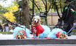 Golden retrievers walk the red carpet and stop to pose for a photo during the Washington S...