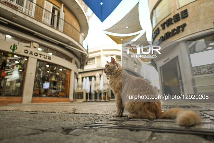 Walking The Divide: Nicosia, The World’s Last Divided Capital
