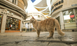 NICOSIA, CYPRUS - OCTOBER 21, 2025:A cat is seen in the Republic of Cyprus-controlled sou...