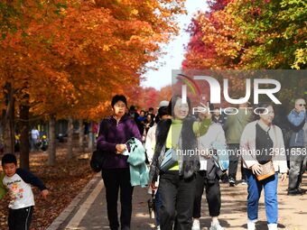 Tourists enjoy the blooming maple leaves in Qingdao West Coast New Area, Shandong Province, China, on October 29, 2025.  by Costfoto/NurPhoto