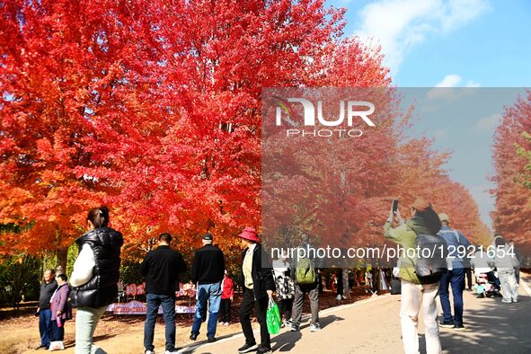 Tourists enjoy the blooming maple leaves in Qingdao West Coast New Area, Shandong Province, China, on October 29, 2025.  by Costfoto/NurPhoto