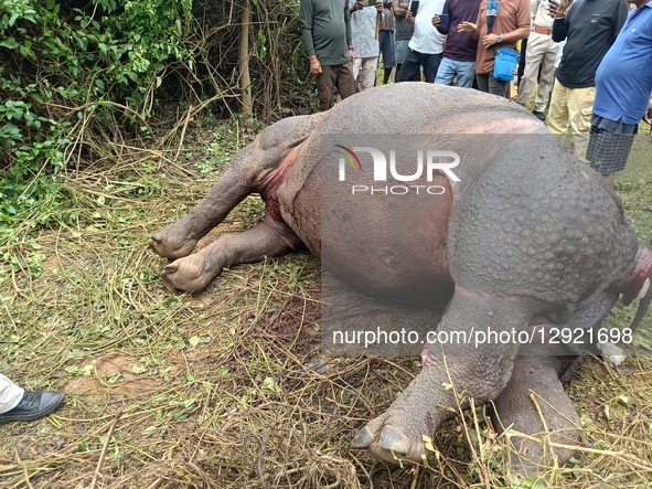 Villagers stand near the carcass of a one-horned rhinoceros that is found near a tea garden in the Silghat area of Kallabor in Nagaon Distri... by Anuwar Hazarika/NurPhoto