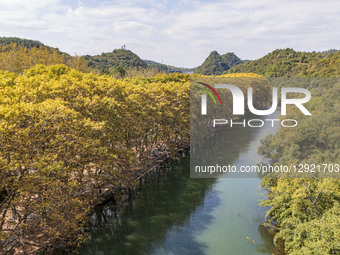 Tourists stroll along the blooming paulownia avenue by the Huaxi River in Guiyang, China, on October 28, 2025.  by Costfoto/NurPhoto