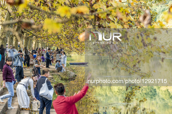 Tourists stroll along the blooming paulownia avenue by the Huaxi River in Guiyang, China, on October 28, 2025.  by Costfoto/NurPhoto