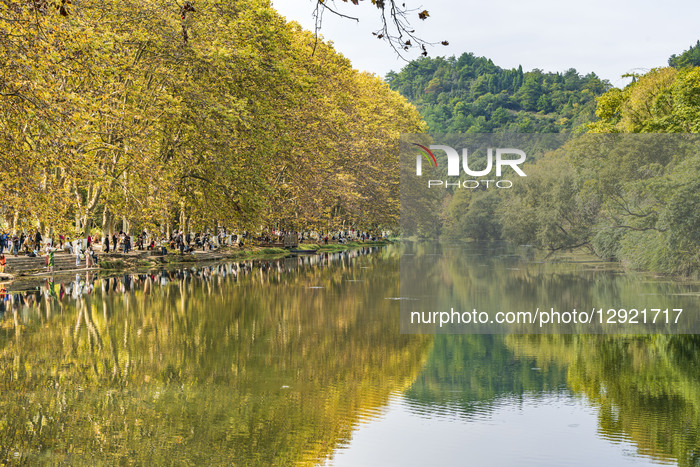 Blooming Paulownia Avenue in Guiyang