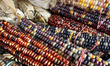 Indian corn (also known as Glass Corn or Flint Corn) is displayed at a farmers market duri...