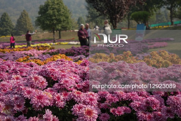 Indian tourists visit the newly opened Chrysanthemum Garden in Srinagar, Jammu and Kashmir, on October 29, 2025. Chrysanthemum flowers, loca... by Firdous Nazir/NurPhoto
