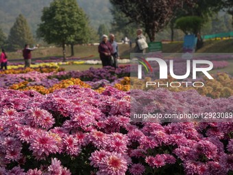 Indian tourists visit the newly opened Chrysanthemum Garden in Srinagar, Jammu and Kashmir, on October 29, 2025. Chrysanthemum flowers, loca... by Firdous Nazir/NurPhoto