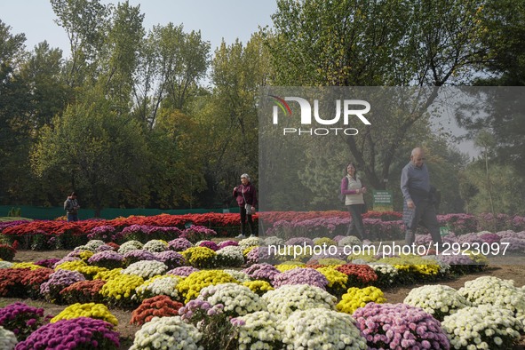 Indian tourists visit the newly opened Chrysanthemum Garden in Srinagar, Jammu and Kashmir, on October 29, 2025. Chrysanthemum flowers, loca... by Firdous Nazir/NurPhoto