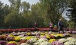 Indian tourists visit the newly opened Chrysanthemum Garden in Srinagar, Jammu and Kashmir...