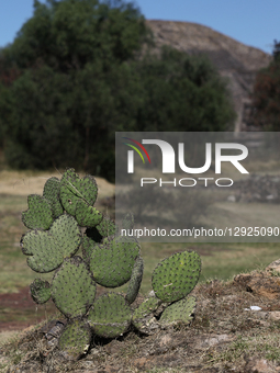 A cactus is seen in Teotihuacan, Mexico on October 29, 2025.  by Jakub Porzycki/NurPhoto