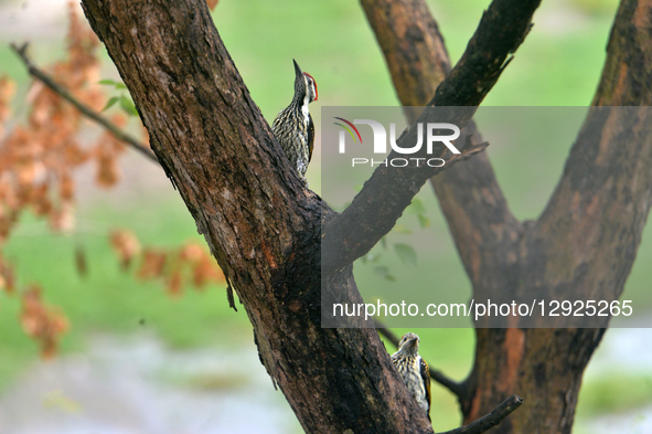 Two White-napped woodpeckers or Black-rumped Flame-back birds sit on a branch of a tree in Siliguri, India, on October 30, 2025.  by Diptendu Dutta/NurPhoto
