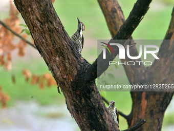 Two White-napped woodpeckers or Black-rumped Flame-back birds sit on a branch of a tree in Siliguri, India, on October 30, 2025.  by Diptendu Dutta/NurPhoto