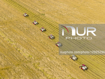 Farmers drive machines to harvest rice in the fields in Sihong County, Suqian City, Jiangsu Province, China, on October 30, 2025.  by Costfoto/NurPhoto
