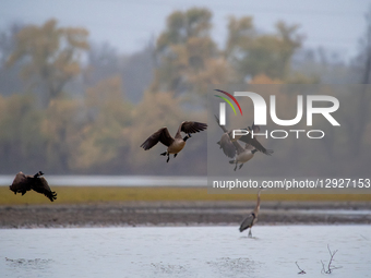 Canada geese are seen during the morning hours at the Oxbow Nature Conservancy in Lawrenceburg, Indiana, on October 30, 2025.  by Jason Whitman/NurPhoto