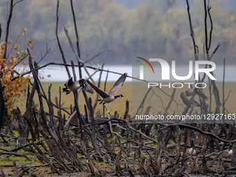 Canada geese are seen during the morning hours at the Oxbow Nature Conservancy in Lawrenceburg, Indiana, on October 30, 2025.  by Jason Whitman/NurPhoto