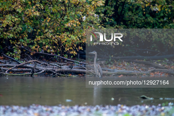 A great blue heron is seen during the morning hours at the Oxbow Nature Conservancy in Lawrenceburg, Indiana, on October 30, 2025.  by Jason Whitman/NurPhoto