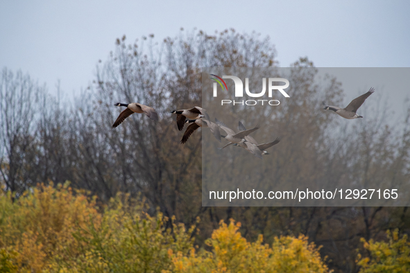 Canada geese are seen during the morning hours at the Oxbow Nature Conservancy in Lawrenceburg, Indiana, on October 30, 2025.  by Jason Whitman/NurPhoto