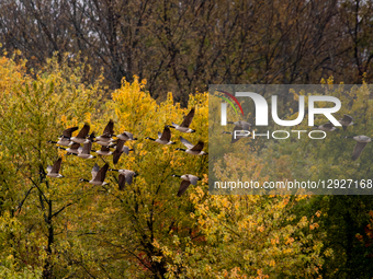 Canada geese are seen during the morning hours at the Oxbow Nature Conservancy in Lawrenceburg, Indiana, on October 30, 2025.  by Jason Whitman/NurPhoto