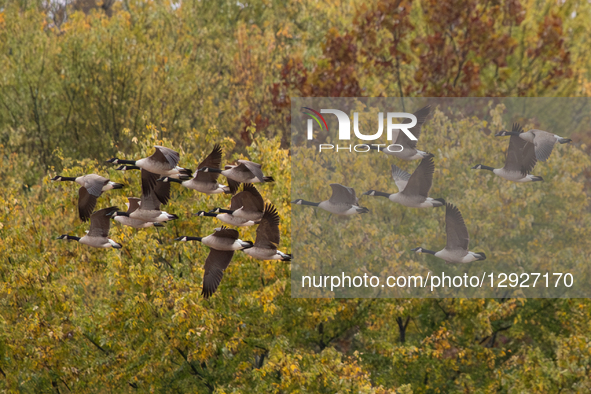 Canada geese are seen during the morning hours at the Oxbow Nature Conservancy in Lawrenceburg, Indiana, on October 30, 2025.  by Jason Whitman/NurPhoto
