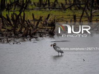 A great blue heron catches a fish during the morning hours at the Oxbow Nature Conservancy in Lawrenceburg, Indiana, on October 30, 2025.  by Jason Whitman/NurPhoto