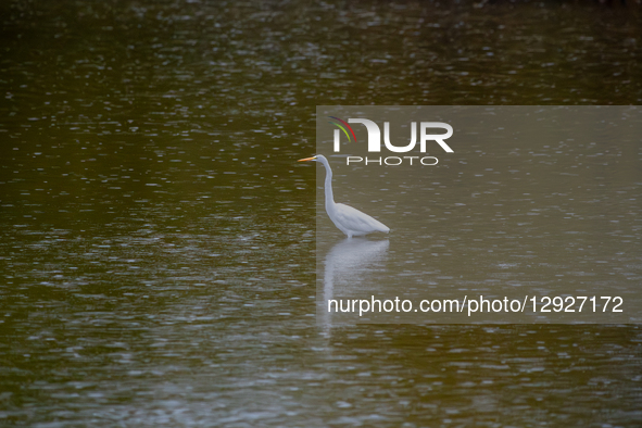 A great egret is seen during the morning hours at the Oxbow Nature Conservancy in Lawrenceburg, Indiana, on October 30, 2025.  by Jason Whitman/NurPhoto