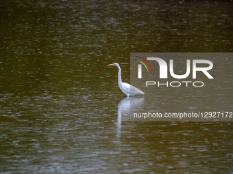 A great egret is seen during the morning hours at the Oxbow Nature Conservancy in Lawrenceburg, Indiana, on October 30, 2025.  by Jason Whitman/NurPhoto