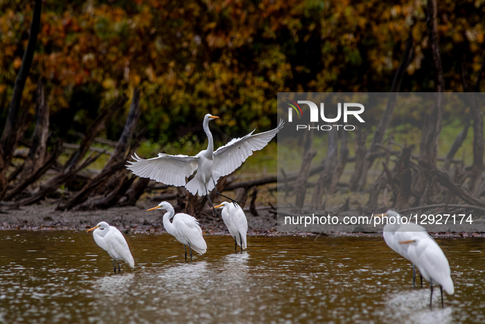 Wildlife At The Oxbow Nature Conservancy 