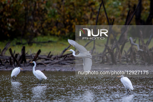 A great egret is seen during the morning hours at the Oxbow Nature Conservancy in Lawrenceburg, Indiana, on October 30, 2025.  by Jason Whitman/NurPhoto
