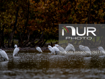 A great egret is seen during the morning hours at the Oxbow Nature Conservancy in Lawrenceburg, Indiana, on October 30, 2025.  by Jason Whitman/NurPhoto