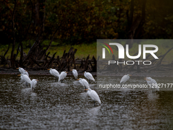 A great egret is seen during the morning hours at the Oxbow Nature Conservancy in Lawrenceburg, Indiana, on October 30, 2025.  by Jason Whitman/NurPhoto
