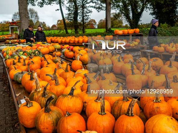As Halloween night approaches, people visit a farm near the city of Nijmegen to buy pumpkins to carve in Groesbeek, Netherlands, on October... by Romy Arroyo Fernandez/NurPhoto