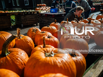 As Halloween night approaches, people visit a farm near the city of Nijmegen to buy pumpkins to carve in Groesbeek, Netherlands, on October... by Romy Arroyo Fernandez/NurPhoto