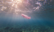 Underwater view of the rocky seabed. A ripped pink plastic bag floats in the water in the...