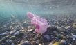 Underwater view of the rocky seabed. A ripped pink plastic bag floats on the bottom of the...