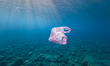 Underwater view of the rocky seabed. A ripped pink plastic bag floats in the water in the...