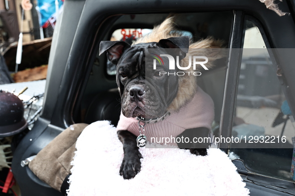 A dog dressed as a wolf hangs out the window of a truck and poses for a photo during the 52nd Annual Village Halloween Parade in New York, N... by Gordon Donovan/NurPhoto