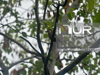 A Fulvous Breasted Woodpecker bird sits on a branch of a tree in Siliguri, India, on November 1, 2025.  by Diptendu Dutta/NurPhoto