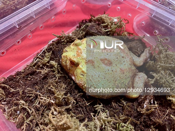 On November 1, 2025, in Baghdad, Iraq, a unique event combines spooky and exciting elements in a Halloween celebration and reptile festival... by Muntazer Uday Sahib/NurPhoto