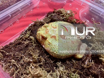 On November 1, 2025, in Baghdad, Iraq, a unique event combines spooky and exciting elements in a Halloween celebration and reptile festival... by Muntazer Uday Sahib/NurPhoto