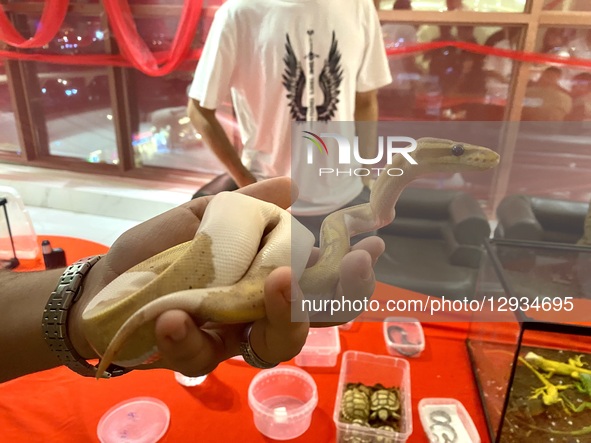 On November 1, 2025, in Baghdad, Iraq, a unique event combines spooky and exciting elements in a Halloween celebration and reptile festival... by Muntazer Uday Sahib/NurPhoto