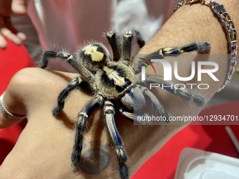 On November 1, 2025, in Baghdad, Iraq, a unique event combines spooky and exciting elements in a Halloween celebration and reptile festival... by Muntazer Uday Sahib/NurPhoto