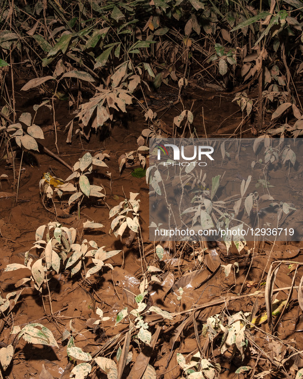 A resident's agricultural land is suspected of being contaminated by mining waste from a river around the nickel industrial area owned by In... by Muhammad Fauzy/NurPhoto