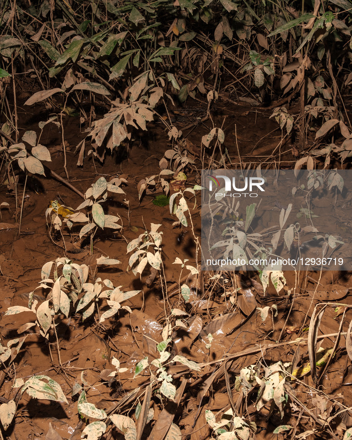 Indonesian Nickel Mining Industry - Weda Bay - Halmahera Island