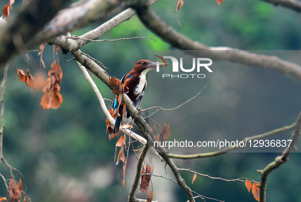 A White-throated Kingfisher bird sits on a branch of a tree in Siliguri, India, on November 2, 2025.  by Diptendu Dutta/NurPhoto