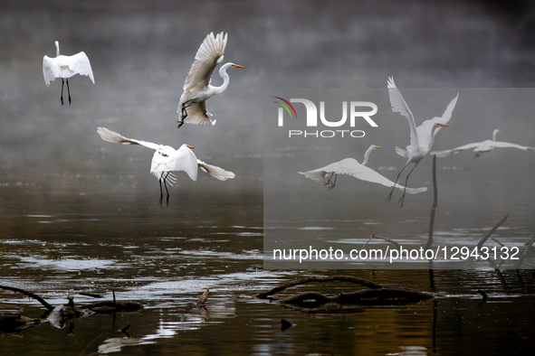 Great egrets are seen during the morning hours at the Oxbow Nature Conservancy in Lawrenceburg, Indiana, on November 2, 2025.  by Jason Whitman/NurPhoto