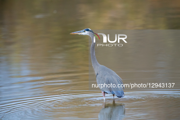 A great blue heron is seen during the morning hours at the Oxbow Nature Conservancy in Lawrenceburg, Indiana, on November 2, 2025.  by Jason Whitman/NurPhoto