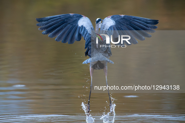 A great blue heron is seen during the morning hours at the Oxbow Nature Conservancy in Lawrenceburg, Indiana, on November 2, 2025.  by Jason Whitman/NurPhoto