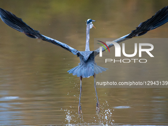 A great blue heron is seen during the morning hours at the Oxbow Nature Conservancy in Lawrenceburg, Indiana, on November 2, 2025.  by Jason Whitman/NurPhoto