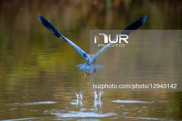 A great blue heron is seen during the morning hours at the Oxbow Nature Conservancy in Lawrenceburg, Indiana, on November 2, 2025.  by Jason Whitman/NurPhoto
